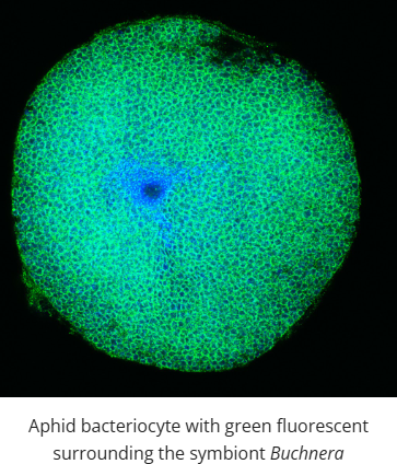 Aphid bacteriocyte with green fluorescent surrounding the symbiont Buchnera.